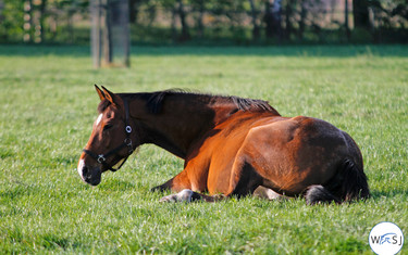 (c) World of Showjumping