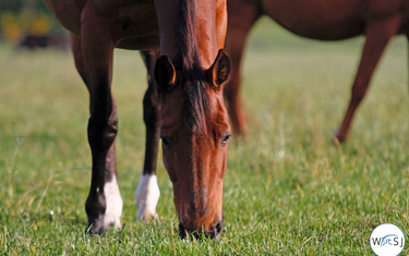 (c) World of Showjumping