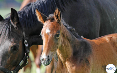 (c) World of Showjumping