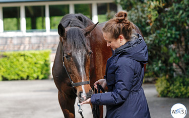 (c) World of Showjumping