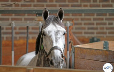 (c) World of Showjumping
