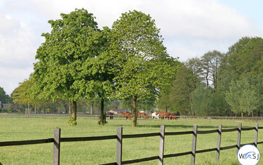 (c) World of Showjumping