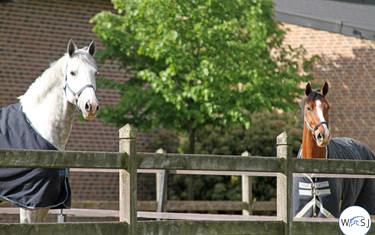 (c) World of Showjumping