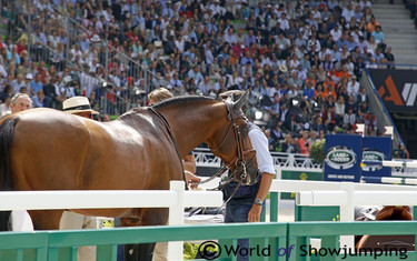 Happy horses - with a very low stress level - contributed to a great top four final.