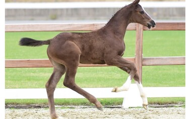 Castan de la Vie – colt by Casall - Tangelo van de Zuuthoeve - Carolus I.