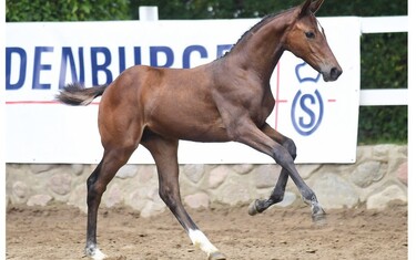 Temptation – filly by Taloubet Z - Mr. Blue - Lord Z