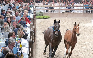 © World of Showjumping