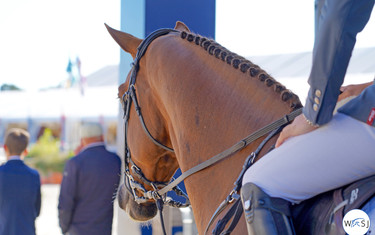 © World of Showjumping