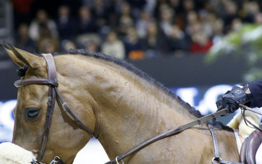 The beautiful Lordan - Nayel Nassar's ride.