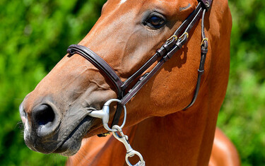 Range Rover M: 3y old mare by Udarco van Overis x Sire Major de la Cour 