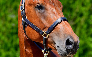 Vigaro von Hary Z: 3y old stallion by Vigo d’Arsouilles x Chacco Blue