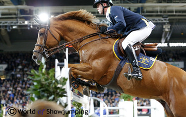 The beautiful Golden Hawk with his rider Shane Breen.