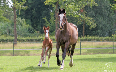  Photo © Nanna Nieminen for World of Showjumping