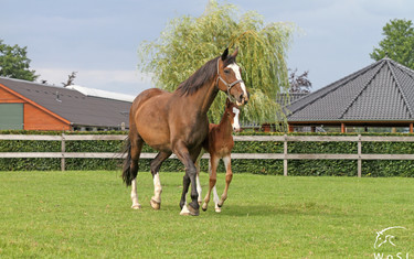  Photo © Nanna Nieminen for World of Showjumping