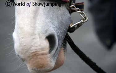 Cornet d'Amour playing around! 