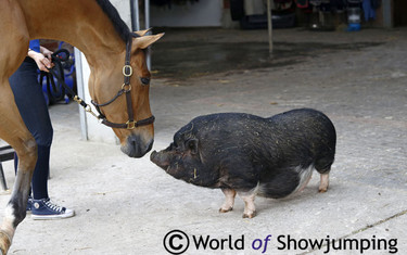 Cosi has found a liking to the stable pig Babe.