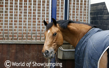 Bix boxes for all horses to enjoy.