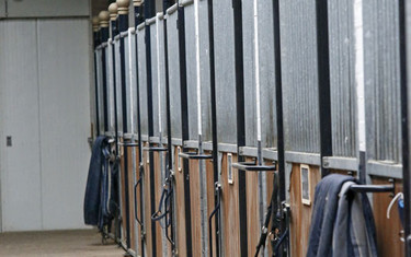Maikel's stable.