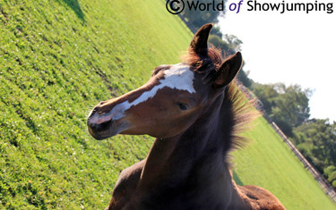 A lovely foal by Jos' eight year old stallion Aganix du Seigneur.