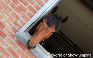 Told you he was cute: King Julio is a seven year old stallion by Jos' former star King Kolibri.