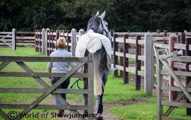 It's busy in the paddocks at Lansink's yard! 
