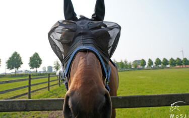 © World of Showjumping