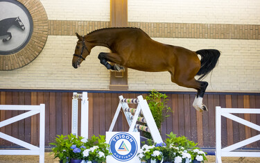 Trigon Auction, Namonika GE, v. Zirocco Blue VDL