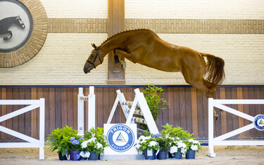 Trigon Auction, Nolivia VDL, v. Arezzo