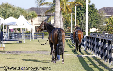 Winter Equestrian Festival