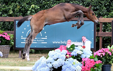 Whatsupp K van Kattenheye