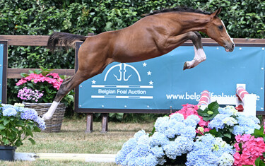 Whoopy vh Breezershof