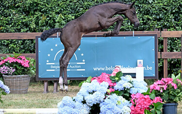 Wiltonheart M