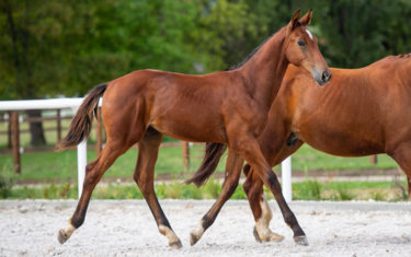 LOT 7 - Baloubet du Rouet x Oh d'Eole