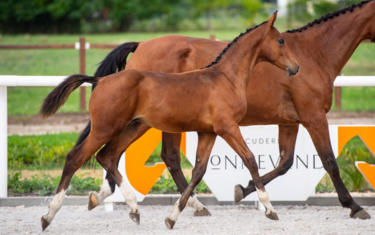 LOT8 - Chacco-Blue x Sancha LS
