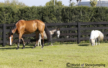 HH Katja with the pony and the donkey.