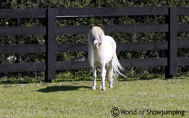 Happy horses.