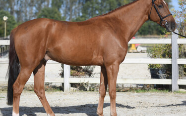 Conchaccas (Conthargos x Chacco Blue)