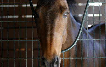 Victor
