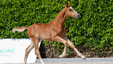 VDL Online Breeders Market brings breeders and buyers together