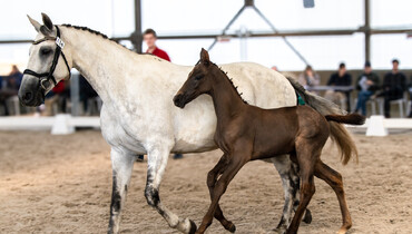 Discover the finest Belgian foals at the Golden River Auction, hosted on Equinia.com from August 17-19
