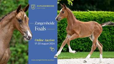 All eyes on Zangersheide Online Foal Auction – The bidding on rare and exclusive foals is closing tonight!