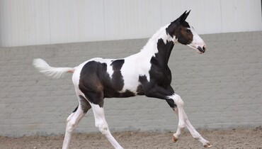 Unique opportunities: Online foal auction featuring future show jumping champions
