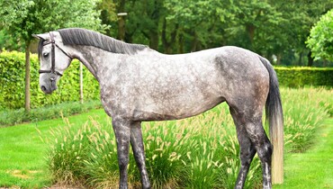 Dutch Horse Trading announces highly anticipated August auction