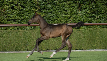 Tops International Auction: Stars of tomorrow unveiled