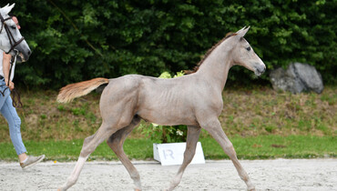 Top quality alert: Haras des Rosiers - Elite Foal Auction!
