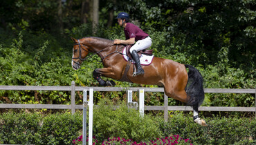 Dutch Sport Horse Sales celebrates its 20th auction anniversary with a festive collection