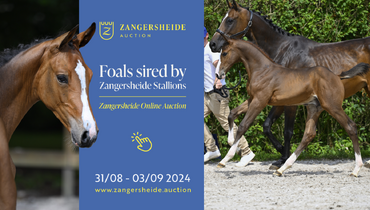 The Grand Finale of the Zangersheide Online Foal Auction season!