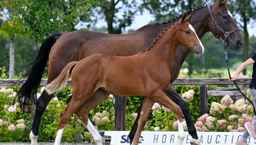 Jumper foals with top pedigrees and talented youngsters in SLF Auction
