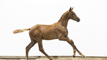 From Versailles to Spruce Meadows, world class foals at Foal Auction Prinsjesdag