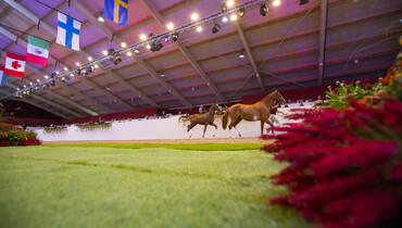 Limburg Foal Auction raises the stakes with excellent collections